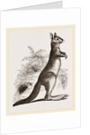 Cape Leaping Hare by Anonymous