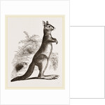 Cape Leaping Hare by Anonymous