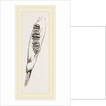 Teeth of Dormouse by Anonymous