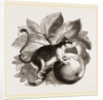 Lerot or Garden Dormouse by Anonymous