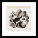 Lerot or Garden Dormouse by Anonymous