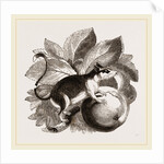 Lerot or Garden Dormouse by Anonymous