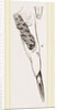 Teeth of Alactaga by Anonymous