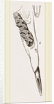 Teeth of Alactaga by Anonymous