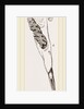 Teeth of Alactaga by Anonymous