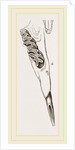 Teeth of Alactaga by Anonymous