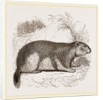 Alpine Marmot by Anonymous