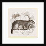 Alpine Marmot by Anonymous