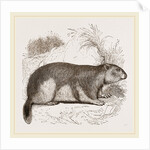 Alpine Marmot by Anonymous