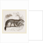 Alpine Marmot by Anonymous