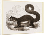 Malabar Squirrel by Anonymous
