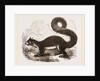 Malabar Squirrel by Anonymous