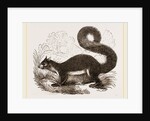 Malabar Squirrel by Anonymous