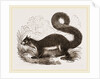 Malabar Squirrel by Anonymous