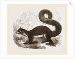 Malabar Squirrel by Anonymous