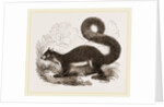 Malabar Squirrel by Anonymous