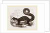 Malabar Squirrel by Anonymous