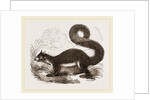 Malabar Squirrel by Anonymous