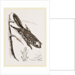 Rocky Mountain Flying Squirrel by Anonymous