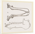 Lower Jaw and Teeth of Galeopithecus Philippinensis by Anonymous