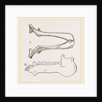 Lower Jaw and Teeth of Galeopithecus Philippinensis by Anonymous