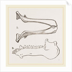 Lower Jaw and Teeth of Galeopithecus Philippinensis by Anonymous