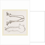Lower Jaw and Teeth of Galeopithecus Philippinensis by Anonymous