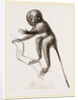 Banca Tarsier by Anonymous