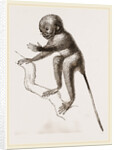 Banca Tarsier by Anonymous