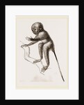 Banca Tarsier by Anonymous