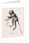 Banca Tarsier by Anonymous