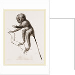Banca Tarsier by Anonymous
