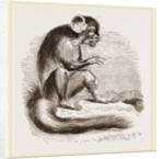 Aye Aye by Anonymous