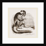 Aye Aye by Anonymous