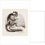 Aye Aye by Anonymous