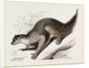 Colugo by Anonymous