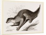 Colugo by Anonymous