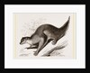 Colugo by Anonymous