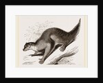 Colugo by Anonymous