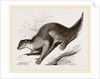 Colugo by Anonymous