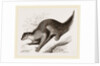 Colugo by Anonymous