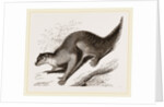 Colugo by Anonymous