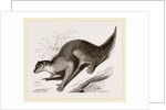 Colugo by Anonymous