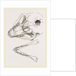 Base of Skull Moholi and Lower Jaw natural size by Anonymous