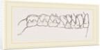 Teeth of Tarsiers by Anonymous