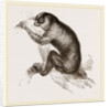 Slow-paced Loris by Anonymous