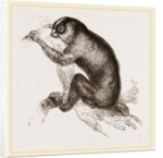 Slow-paced Loris by Anonymous