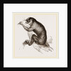 Slow-paced Loris by Anonymous