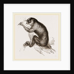 Slow-paced Loris by Anonymous