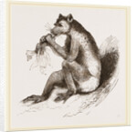 Short-tailed Indris by Anonymous